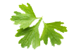 corriander_leaves